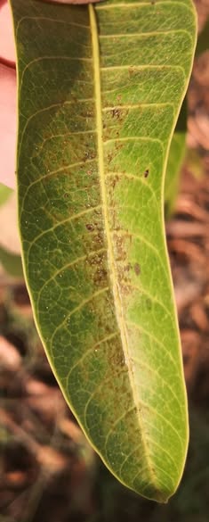 ما هى الإصابة و العلاج ، ولكم جزيل الشكر.